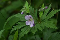 �`�V�}�t�E��