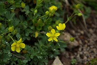 ���A�J���L���o�C