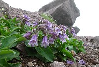 �C���u�N��