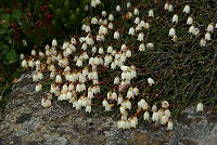 �C���q�Q�͌Q�������ʂł��B