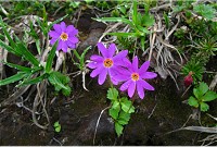 �N�₩�ȃG�]�R�U�N��