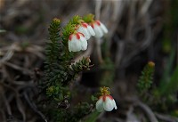 �W���J�f�͂��܂�Q�����Ȃ��̂Ŗڗ����Ȃ��B