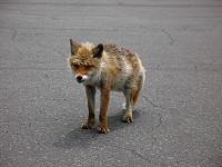 �z�e���O�ɂ����L�^�L�c�l�B