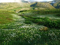 �_�̕��ɍL����`���O���}�̒���Q���I�I�@�����ł������I�I