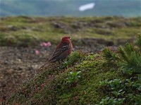 �k�C���ŗL�̃M���U���}�V�R�i�ʐ^�͗Y�j�B�̐��͏��Ȃ��������B