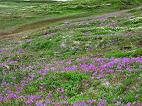 �G�]�R�U�N���̑�Q���I