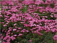 �x�j�o�i�~�l�Y�I�E�̌Q���B