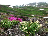 �G�]�c�c�W�ƃ`�V�}�q���C���^�f�B