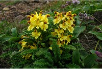 ���R���Y�̃L�o�i�V�I�K�}�B