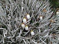 �n�ߗނɖ��܂�悤�ɍ炢�Ă����C���q�Q�B