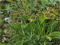 ���u���T�C�R