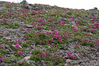 �G�]�c�c�W�̑�Q���B