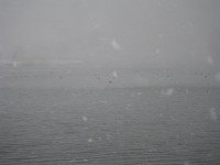 ����̌������̐��ʂɐ����������Ă����B