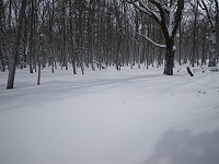 �g���[�X���Ȃ��Ƃ��Ȃ�s���ɁE�E�E