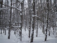 �J���}�c�т���i�F���Y��B