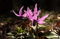 �J�^�N���͂����璆�ɍ炢�Ă�B