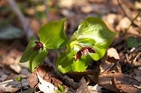 �G�����C�\�E�B