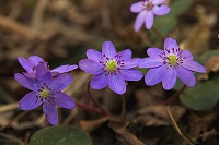 �܂��܂��I�I�~�X�~�\�E�͌��邱�Ƃ��o�����B