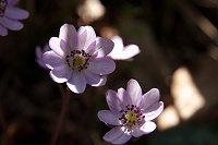 �s���N�n�͂Ȃ��Ȃ�������Ȃ��B