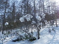 ���Ŏc�����Ⴞ�낤���H