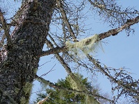 ��C���̐��������Ő�������T���K�Z�I�̒��Ԃ��������񌩂�ꂽ�B