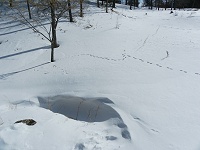 �ጴ�ɂ͏������̑��Ղ������B