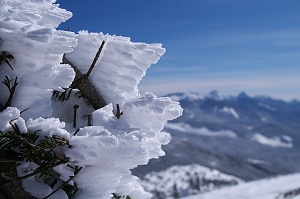 ���̃G�r�̂����ۂƓ씪���x�B