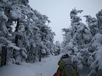 �ɂ₩�Ȕ�������i�ނƁE�E�E�B