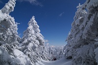 �C�����̂������������T�N�T�N�Ɛi�ށB