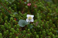 �K���R�E�������O�~�̒��ɍ炭�V���g�R�X�~��(^-^)/