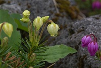 �A�I�m�c�K�U�N��