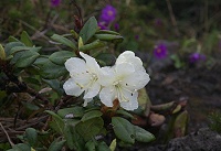 �L�o�i�V���N�i�Q