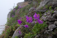 �G�]�R�U�N���炭���B