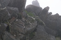 �┧�ɑ�R�炢�Ă���̂̓C���q�Q���B