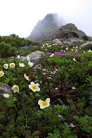 �R���Ƃ��Ԃ����B