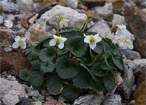 �����̉Ԃ��������I�I�@�f���炵���I�I�I