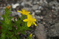 �o�R���Ɂu����_�v�炢�Ă����n�C�I�g�M���B