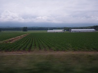 �k�C���炵�����̕��i���L����B