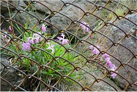 �J�����i�f�V�R