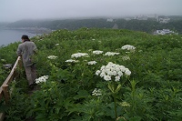 ��̏�͑�����ɑ��؂��L�����Ă���B