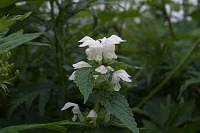 �V���o�i�I�h���R�\�E