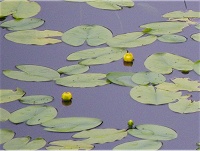 �����Ȓr�ɍ炢�Ă����̂̓l�����R�E�z�l�B