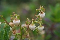 �V���^�}�m�L