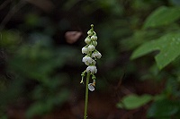 �J���t�g�C�`���N�\�E