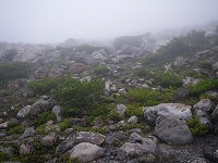 ���œ����悤�Ȍi�F�ɂ��������Ȃ��̂Ŗ����₷���B