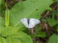 ��R���ł����G�]�V���`���E