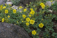 ���A�J���L���o�C