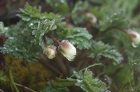 �܂��܂��Q�������B