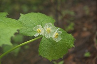 �K���X�׍H�̃T���J���E�B