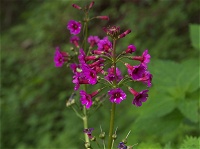 �N�����\�E